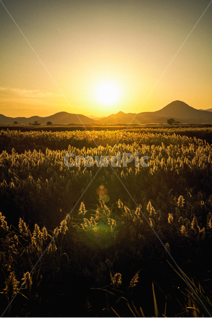 가을,계절,갈대,순천만,자연,풍경,태양,해,햇빛,만,autumn,fall,seasons,reed,suncheonbay,bay,nature,landscape,sun,sunlight,일몰,산,나무,sunfall,sunset,tree,mountain,가을,계절,fall,autumn,season,자연,풍경,nature,landscape,한국자연풍경,한국자연경관,korea nature landscape,휴식,힐링,rest,relaxation,healing,light,빛,flare,플레어