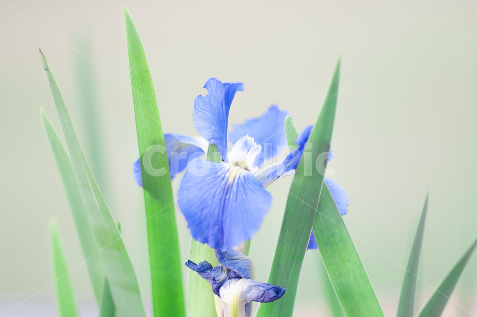 flower,plant,식물,blossom,꽃,아이리스,식물,자연,plants,nature,꽃,flower