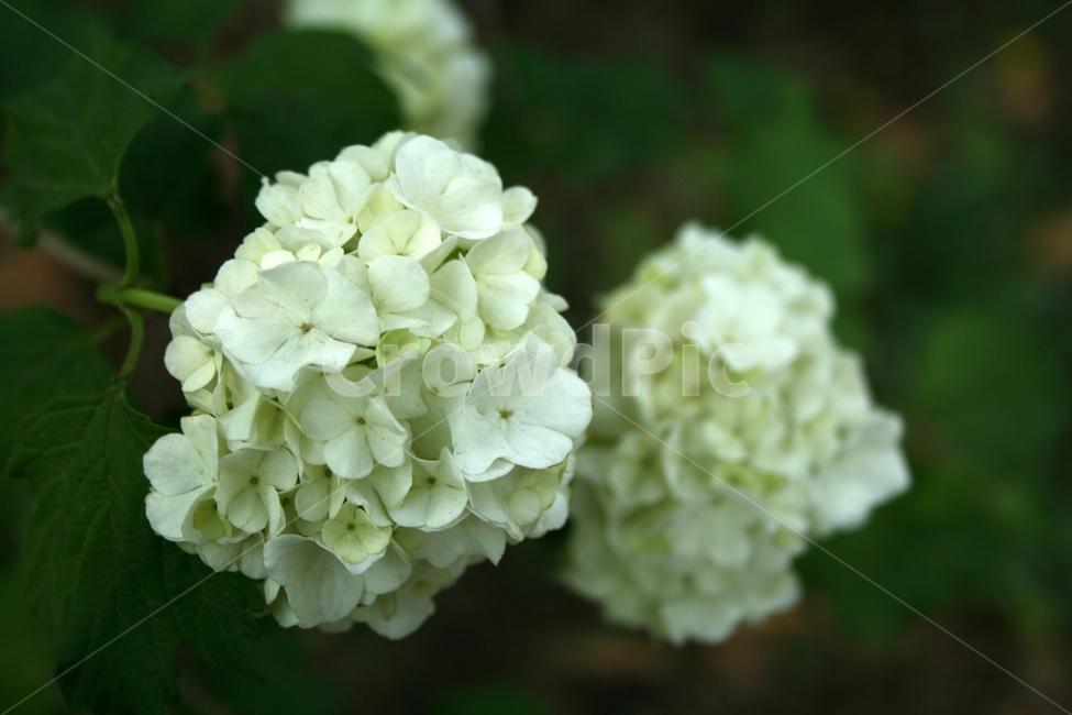 식물,flower,꽃,불두화,꽃송이,하얀꽃,식물,자연,plants,nature,꽃,flower