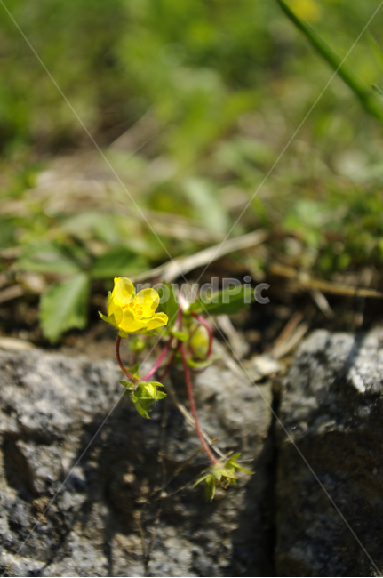 노란꽃,꽃,식물,flower,plant,식물,자연,plants,nature,꽃,flower