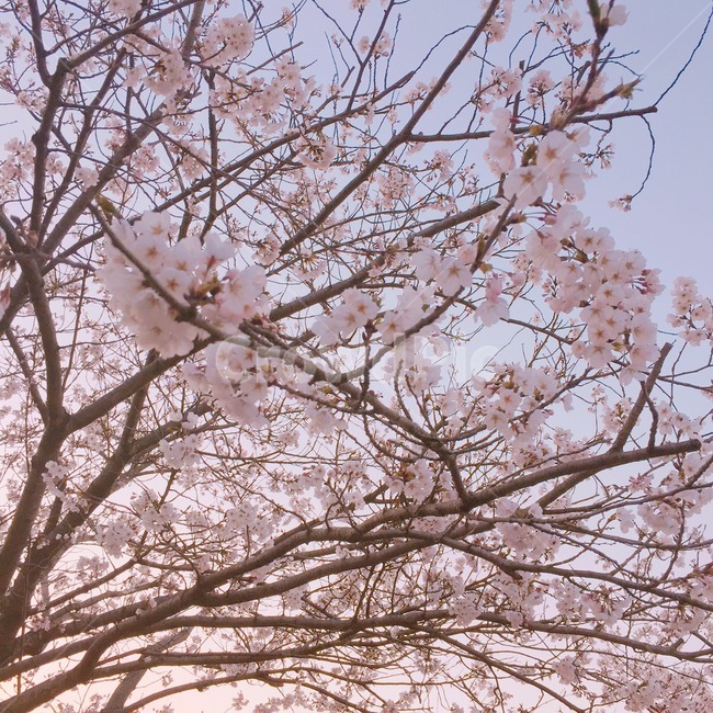 벚꽃,사쿠라,분홍,나무,봄