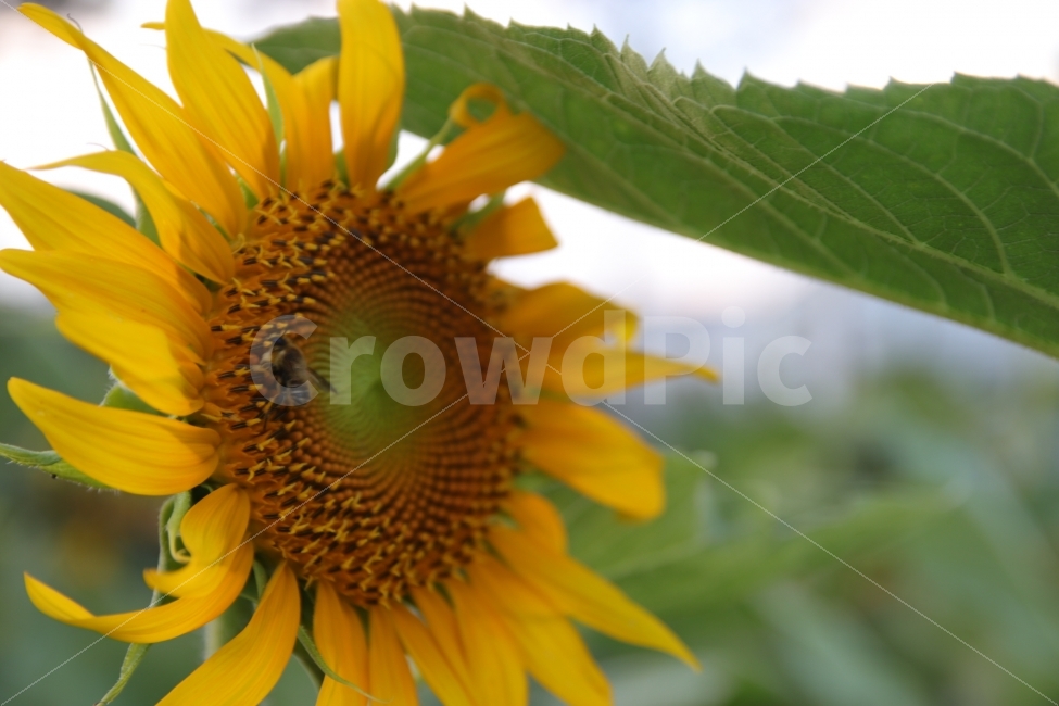 해바라기,벌,꽃과벌,자연,꿀벌,여름,계절,summer,season,식물,자연,plants,nature,꽃,flower,동물,animal,곤충,벌레,insect,bug,plant,blossom,sunflower