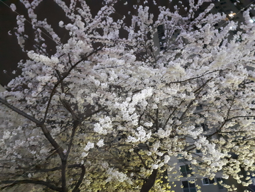 벚꽃,벚나무,벚꽃축제,꽃,봄