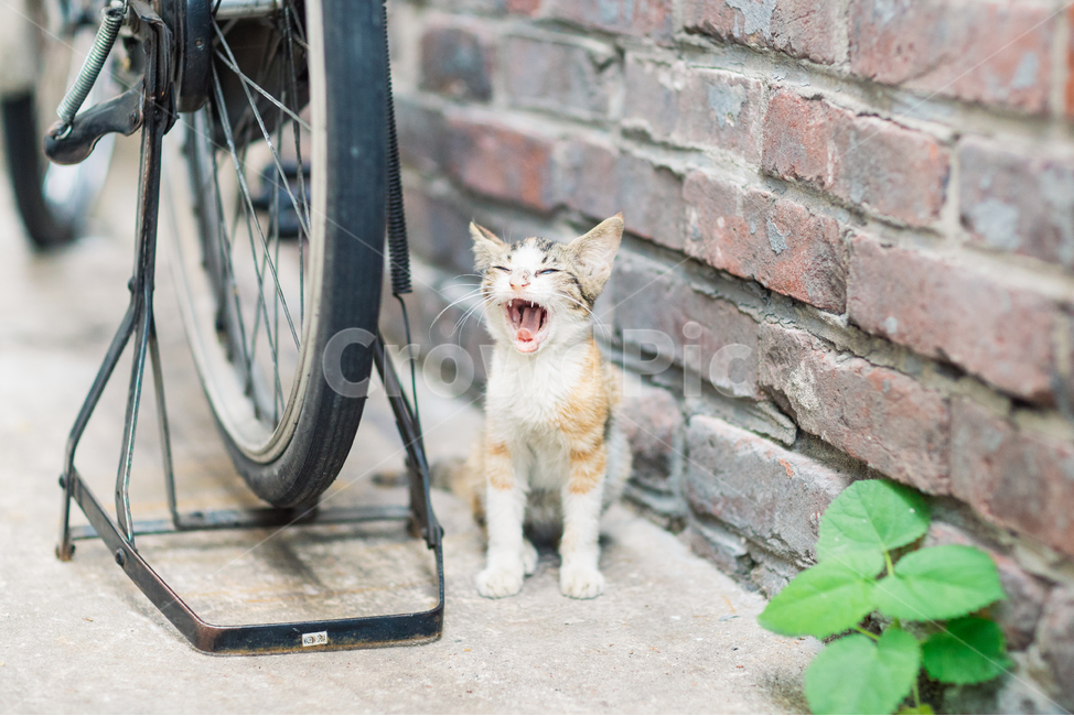고양이,캣,cat,길냥이,길고양이,길냥,냥이,고양,동물,동물,animal,포유류,mammal,고양이,cat,kitten,kitty