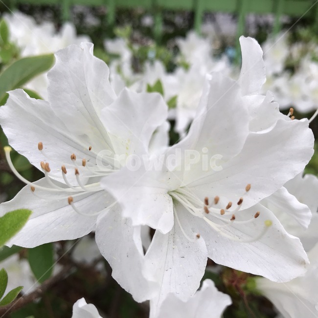 꽃,철쭉,봄,flower,spring