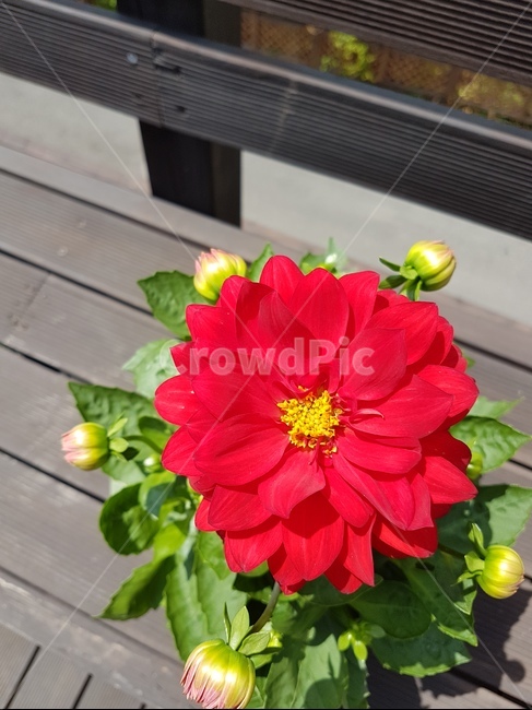 꽃,다알리안,빨간색,봄,화사함,식물,자연,plants,nature,꽃,flower