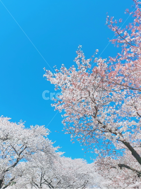 봄,벚꽃,하늘,자연,봄날