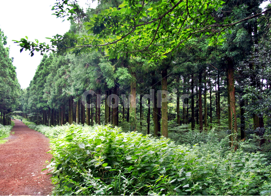 길,나무,숲,사려니숲길,제주,자연,풍경,숲길,황토길,garden,정원,outdoors,옥외,arbour,정자,tree,plant,식물