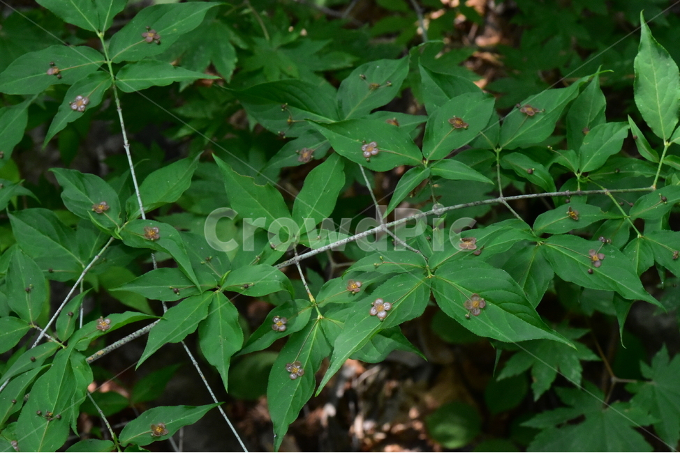 회목나무,야생화,생태,식물,자연,꽃,힐링,플라워,wildflower,flower,plants,nature,season,감성,느낌,emotion,feeling,나무,목본,노박덩굴과,화살나무속,식물,자연,plants,nature,꽃,flower
