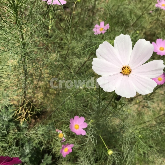 꽃,식물,flowre,자연,코스모스,도시,계절,봄,생화,감성,한국자연풍경,가을,계절,fall,autumn,season,식물,자연,plants,nature,꽃,flower,plant,blossom,geranium,제라늄
