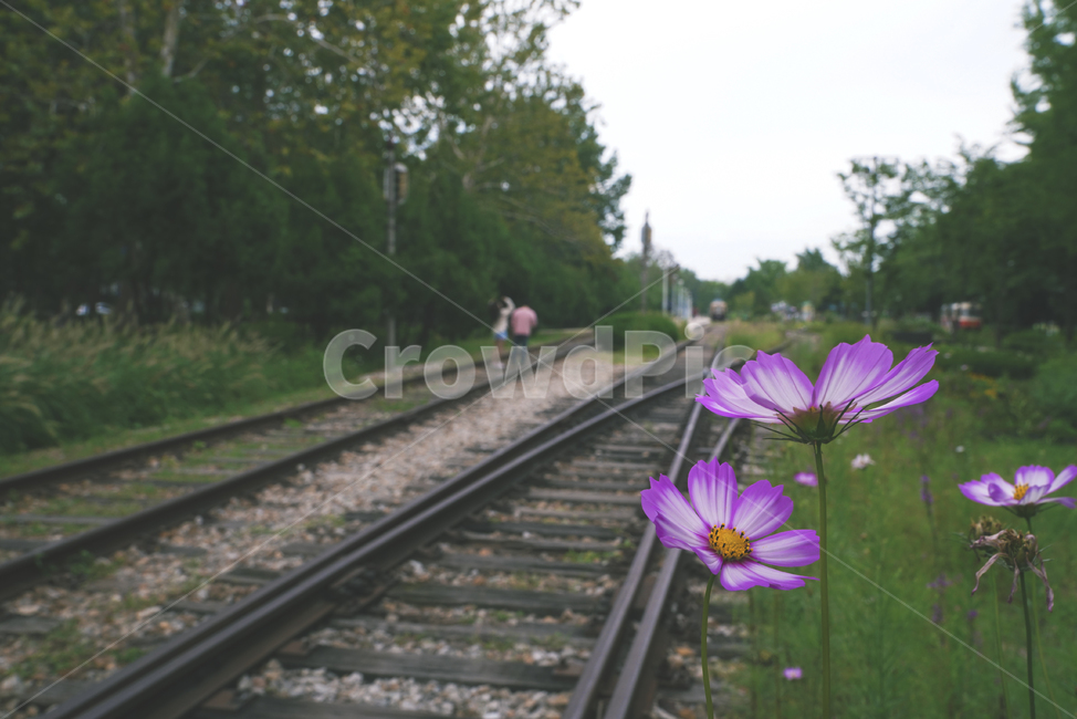 철도,기찻길,길,road,교통,transportation,레일,rail,꽃,코스모스,사람,인간