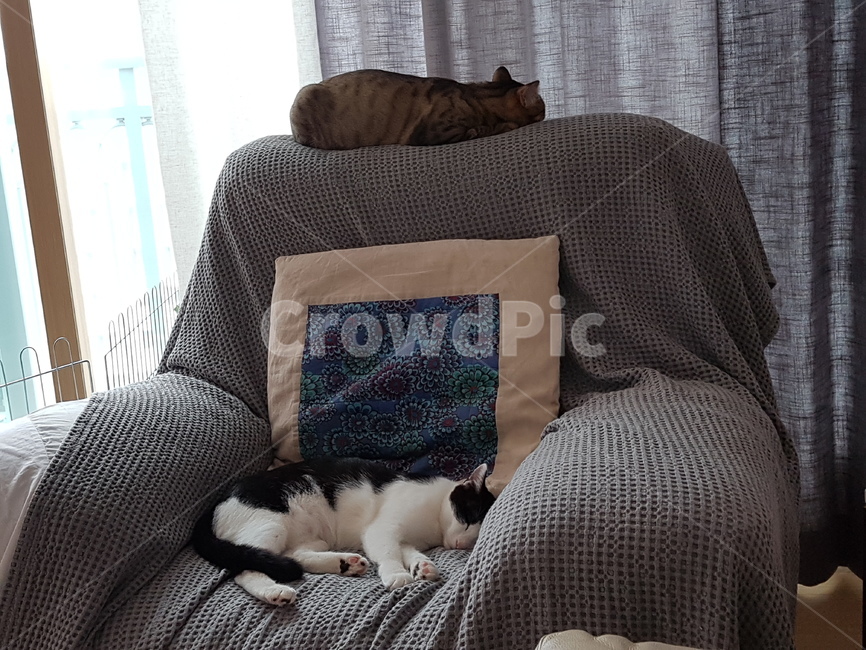 벵갈,코숏,고양이,갈색,검정색,흰색,잠자기,동물,animal,포유류,mammal,고양이,cat,kitten,kitty