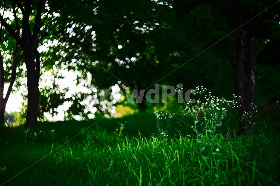 flower,식물,초록,화단,보케,공원,휴식,들꽃,식물,자연,plants,nature,꽃,flower