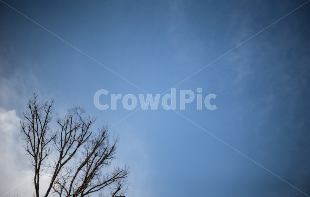 가을,식물,나무,나뭇잎,autumn,fall,tree,leaf,자연,풍경,nature,landscape,outdoors,옥외
