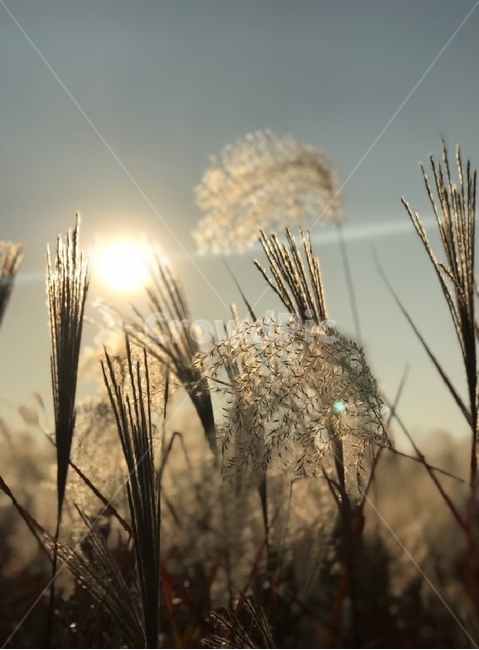 서울,하늘공원,갈대,갈대밭,자연,flare,플레어,light,빛,grass,잔디,plant,식물