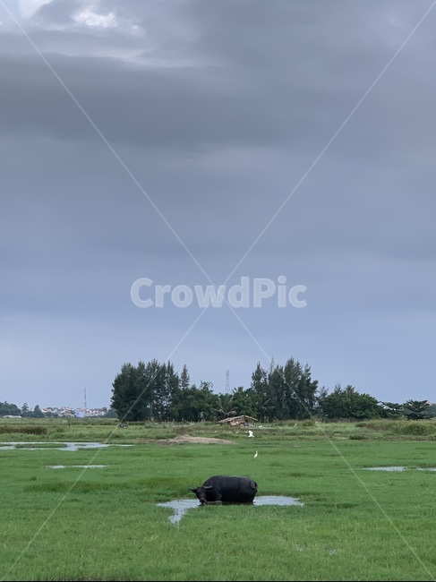 field,들,grassland,목초지,자연,nature,옥외,outdoors,caw,소