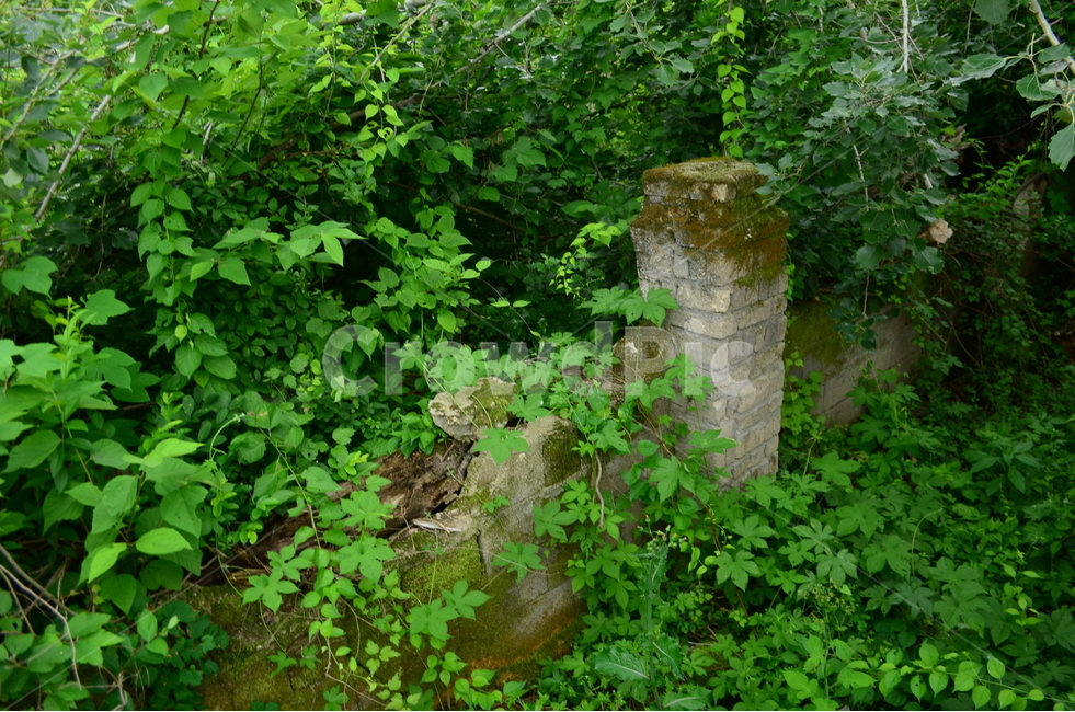 담벼락,힐링,덩굴,식물,담쟁이덩굴,식물,자연,plants,nature