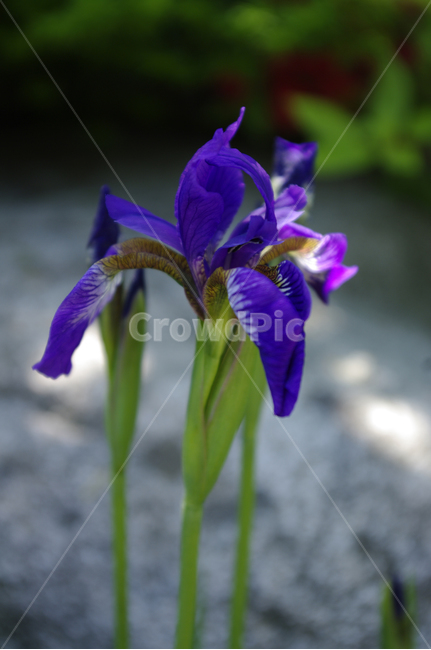 꽃,식물,flower,plant,붓꽃,식물,자연,plants,nature,꽃,flower