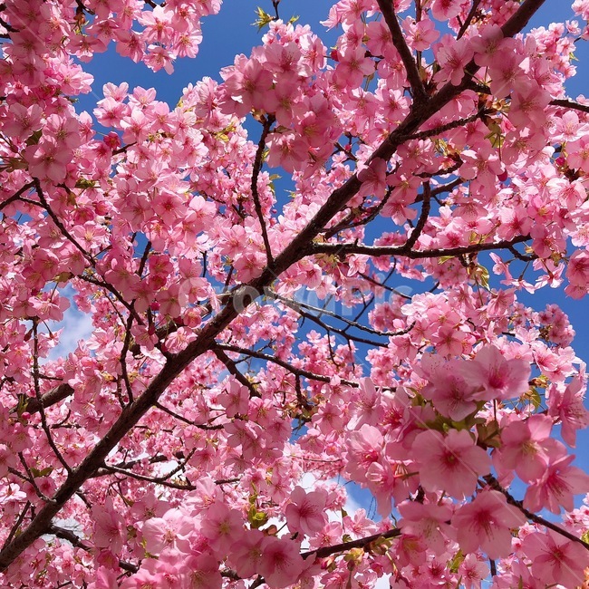 벚꽃,꽃,식물,flower,cherryblossom