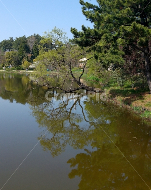 반영,호숫가,호수,나무반영,물위나무,비침,자연,풍경,nature,landscape,water,물,outdoors,옥외,land,땅