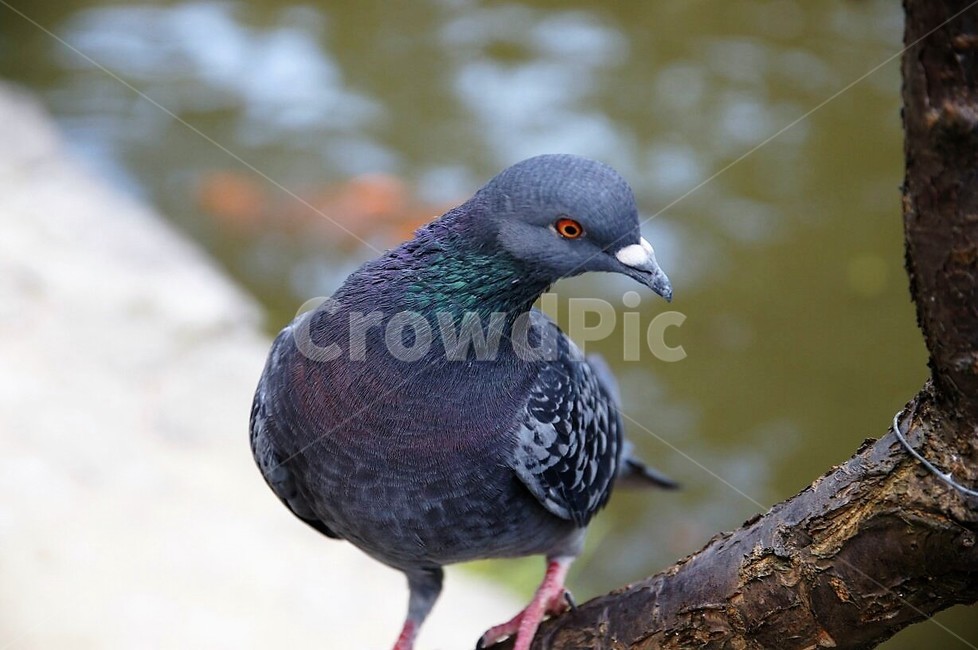 새,동물,자연,nature,animal,bird,건물,물,동물,animal,조류,새,birds