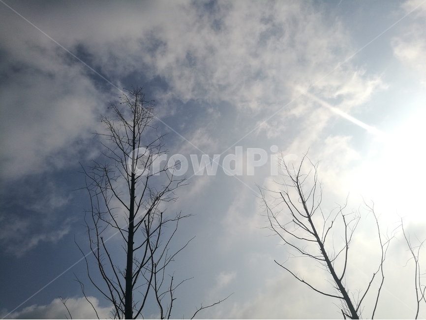 가로수,하늘,구름,아침,햇살,나무,겨울,계절,winter,season,자연,풍경,nature,landscape,식물,plants,나무,trees,wood,light,빛,flare,플레어