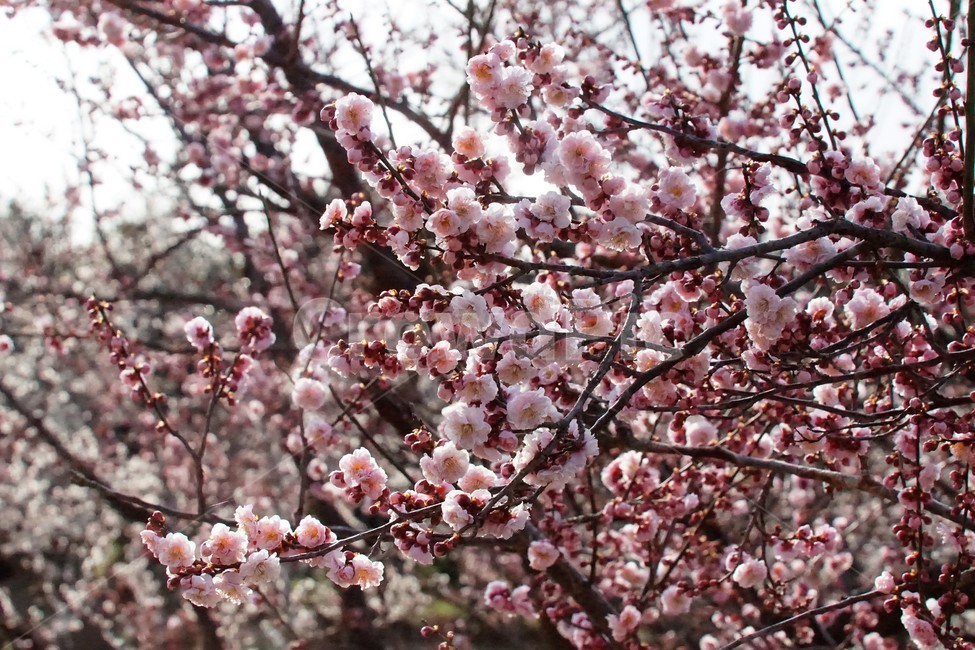 봄,매화,식물,자연,계절,분홍,흰색,flower,spring,season,nature,나무,trees,화사함,아름다움,매실,매화꽃,pink,white,식물,자연,plants,nature,꽃,flower