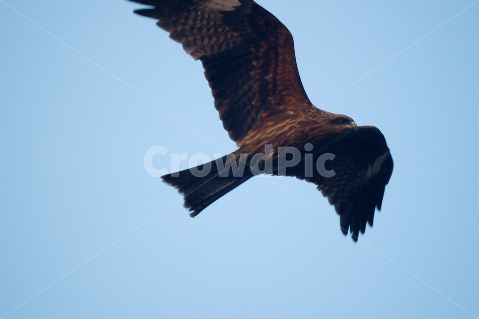 솔개,조류,새,하늘,날개,비행,동물,animal,조류,새,birds