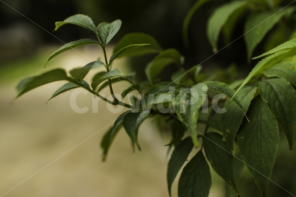 풀,나무잎,아우포커싱,가을,길거리,식물,자연,plants,nature