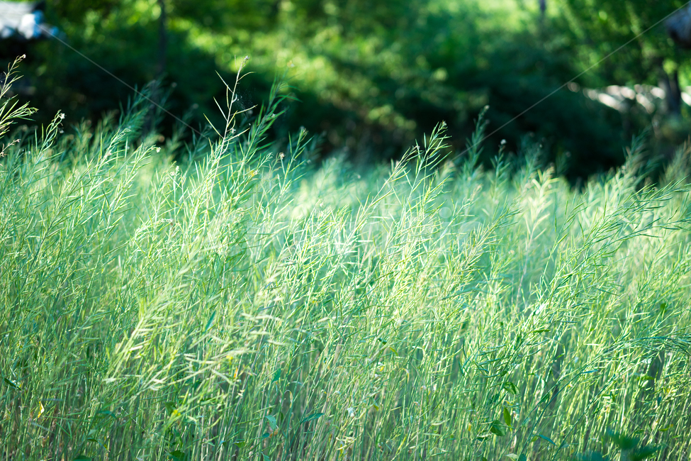 자연,풍경,꽃,식물,감성,식물,자연,plants,nature,감성,sensible,feeling,휴식,힐링,rest,relaxation,healing
