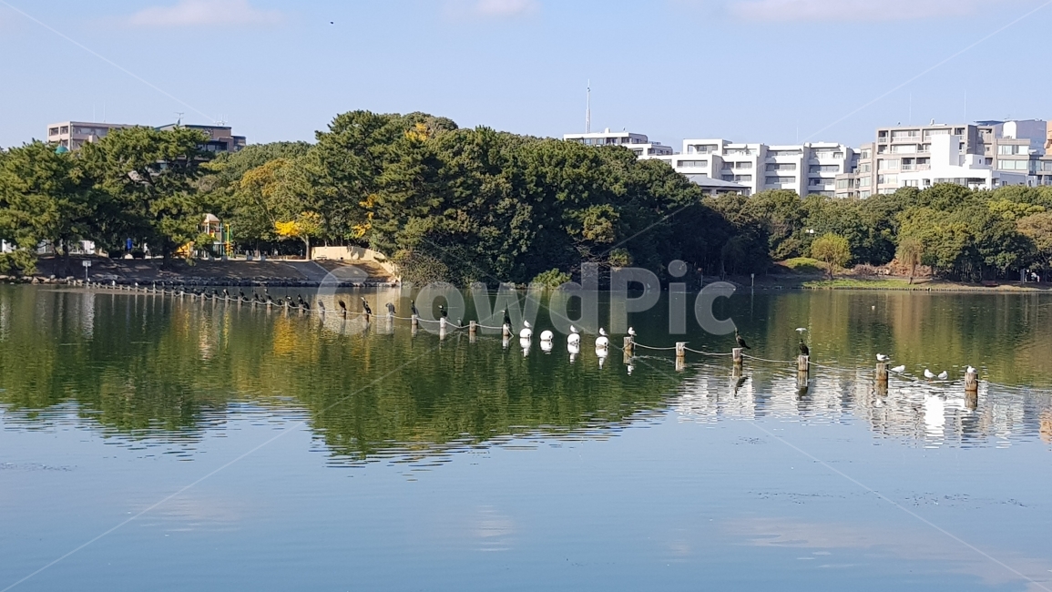 호수,새,공원,나무,다리,물,비침,수풀,lake,birds,park,tree,bridge,도시,풍경,city,landscape,water,nature,자연,outdoors,옥외