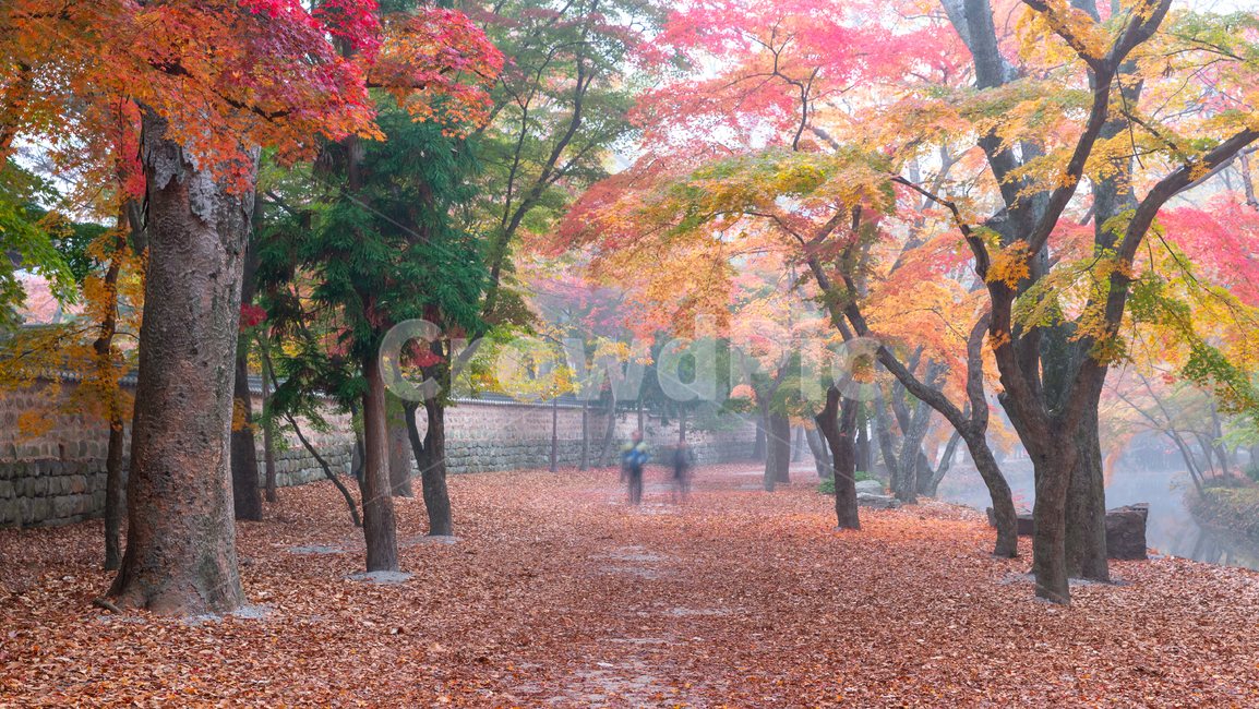 가을,낙엽,고목,안개,선운사,가을,계절,fall,autumn,season,자연,풍경,nature,landscape,plant,식물,tree,나무,tree trunk,나무 줄기,maple,단풍