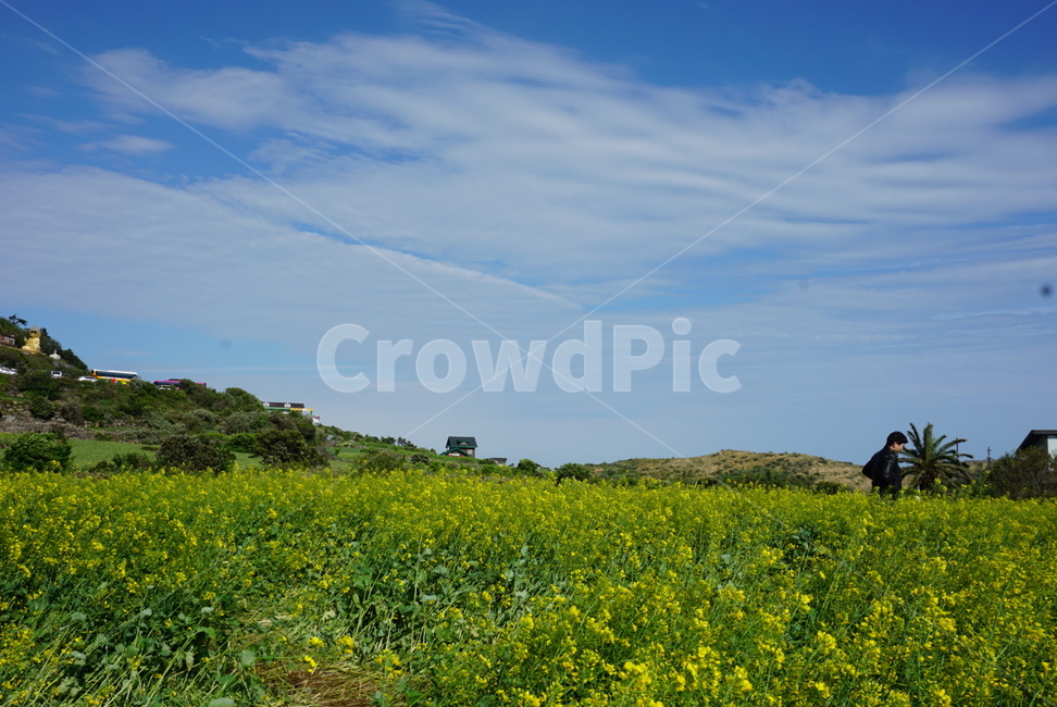 제주도,유채꽃,하늘,구름,풍경,꽃밭,유채꽃밭,자연,꽃,jejo,flower,sky,cloud,view,background,배경,nature,힐링,healing,봄꽃,식물,봄,계절,spring,season,자연,풍경,nature,landscape,outdoors,옥외,grassland,목초지,field,들