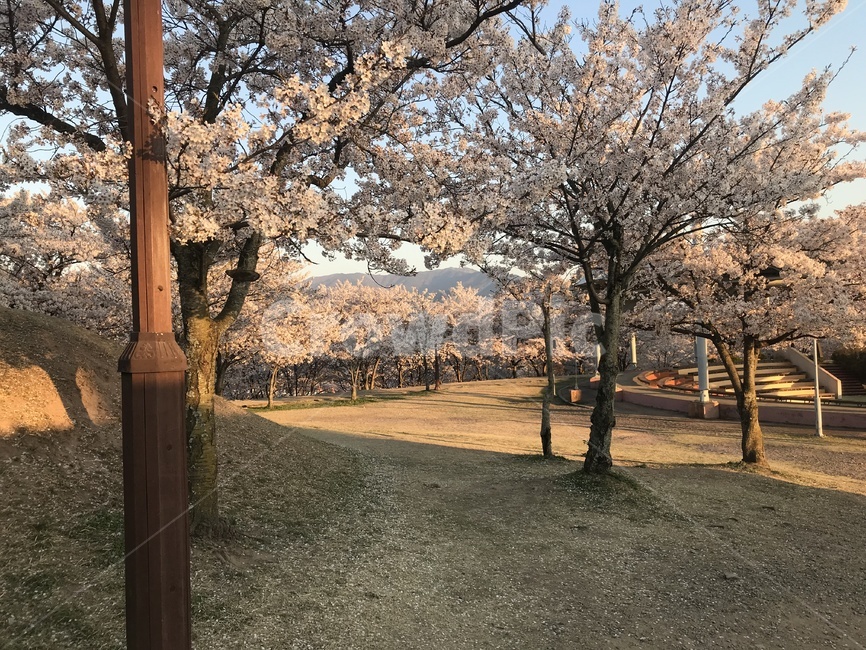 벚꽃,나무,풍경,꽃놀이,햇빛,봄,계절,spring,season,plant,식물