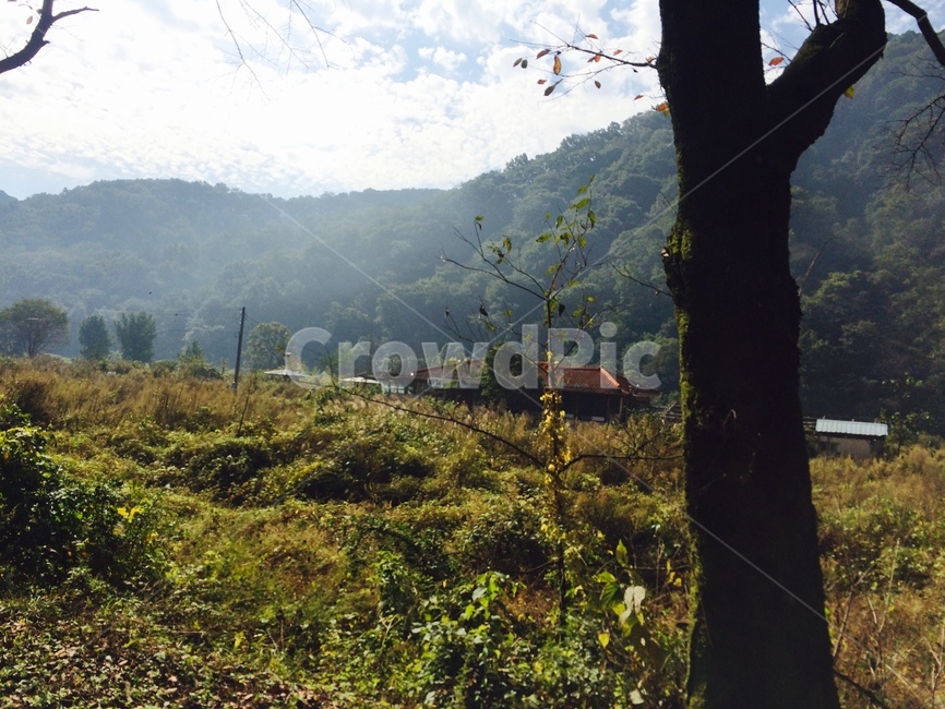 자연,식물,plant,tree,나무,경치,산골,운치,자연,풍경,nature,landscape