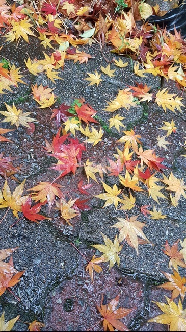 가을비,낙엽,비,알록달록,가을,쓸쓸,fall,가을,계절,fall,autumn,season,leaf,잎,plant,식물,tree,나무,maple,단풍