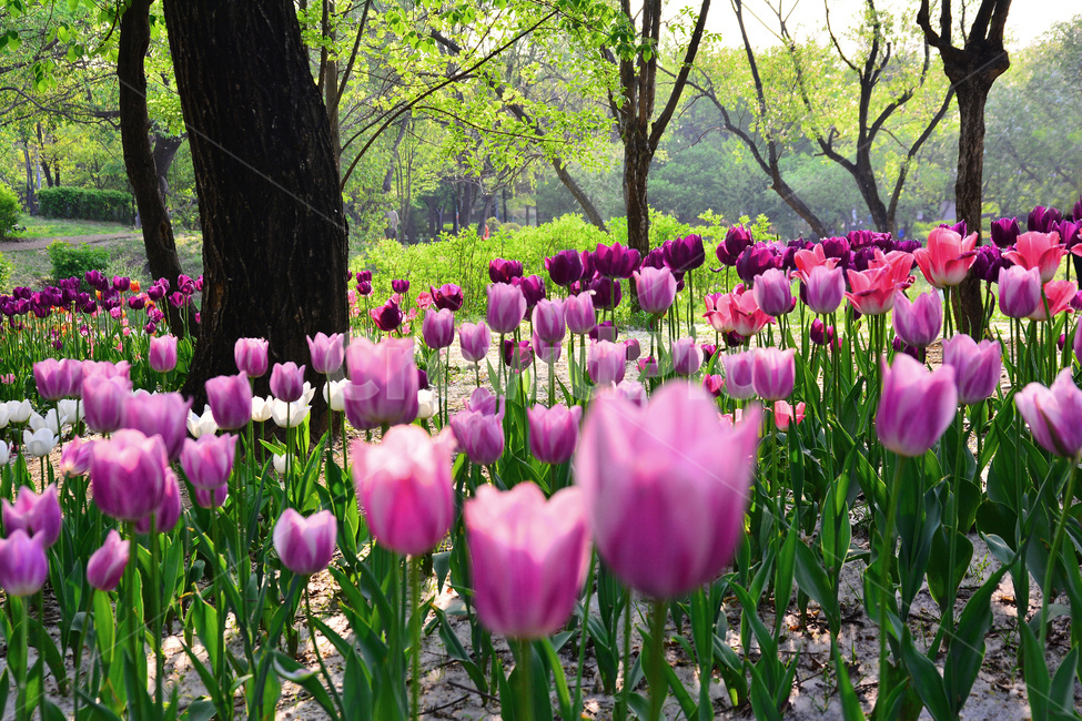 서울숲,튤립,봄꽃,tulip,봄이미지,봄날,spring,튤립축제,구근식물,flowers,식물,아름다운,공원,꽃축제,배경,바탕,꽃밭,칼라풀,colorful,분홍색,핑크색,beautiful,예쁜,화려한,가든,화단,정원,garden,봄,계절,spring,season,식물,자연,plants,nature,꽃,flower,plant,blossom