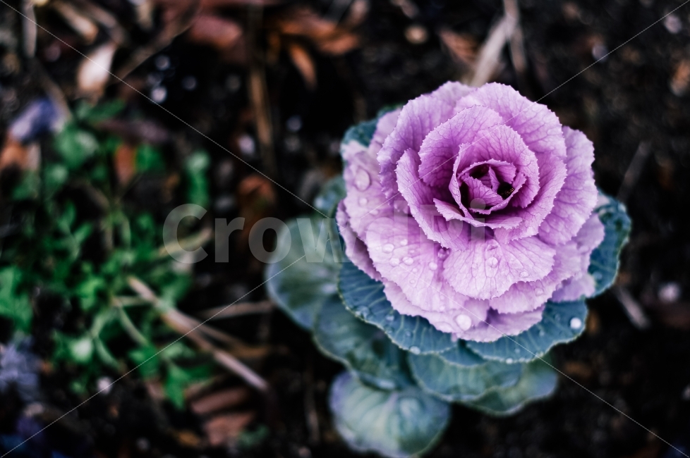 식물,꽃,관상양배추,자연,물방울,비,식물,자연,plants,nature,꽃,flower