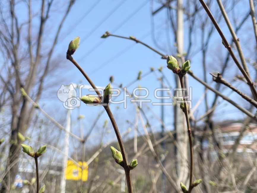 The beginning of spring,spring,flower bud,flower bud,bud,tree,branch,green,blue