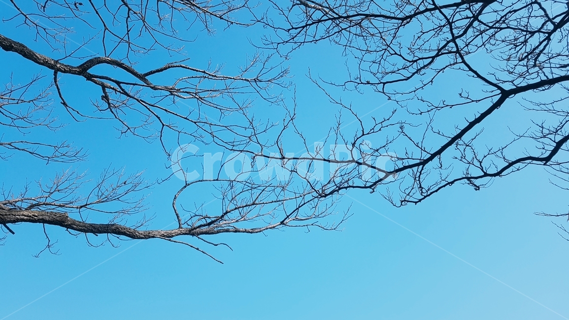 나무,맑음,날씨,풍경,자연,하늘,자연,풍경,nature,landscape,tree,plant,식물