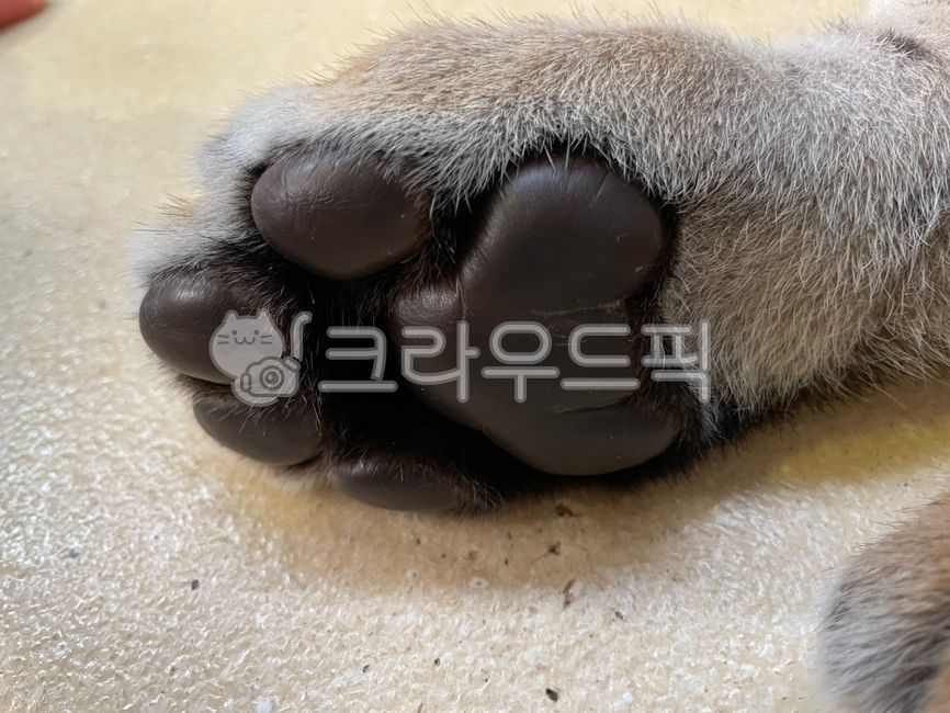 tiger paw,baby tiger,cute animals,Zoo,tiger