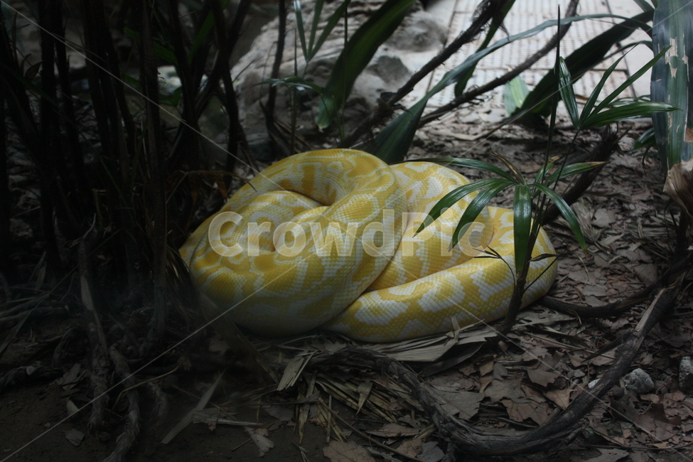 뱀,패턴,무늬,옐로우,pattern,동물,야생,동물원,동물,animal,파충류,양서류,reptile,amphibian