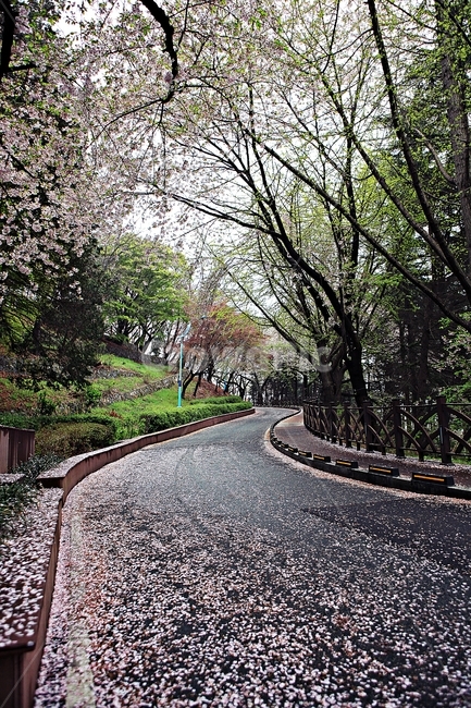 벗꽃길,길,산책로,꽃,곷잎,풍경,자연,배경,봄,계절,spring,season,자연,풍경,nature,landscape,식물,plants,꽃,flower,asphalt,아스팔트,road,도로,gravel,자갈,dirt road,흙길