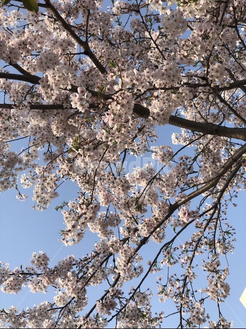 봄,벛꽃,감성사진,꽃,자연,봄,계절,spring,season,식물,자연,plants,nature,꽃,flower,plant,blossom