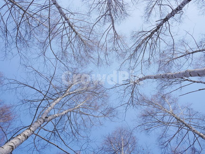 겨울,겨울나무,하늘,자작나무,나무,겨울,계절,winter,season,자연,풍경,nature,landscape,tree,plant,식물,outdoors,옥외