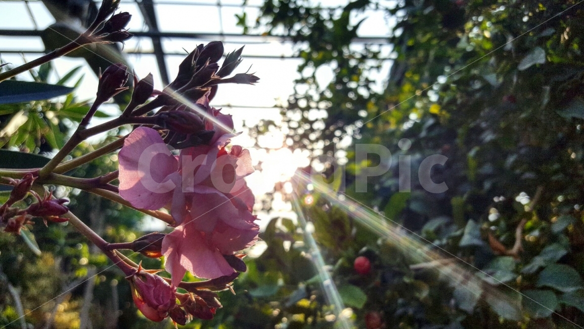 한국,충청남도,아산,세계식물원,햇살,나무,꽃,배경,국내,여행,식물,자연,plants,nature,꽃,flower