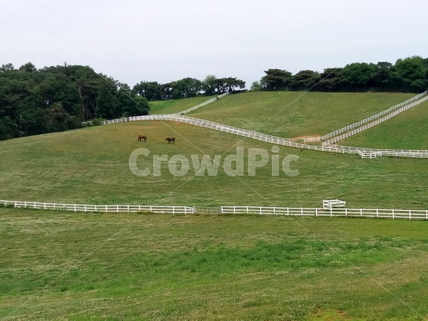 목장,말,울타리,배경,목초지,ranch,horses,fense,background,grassland,자연,outdoors,nature,옥외,들,field,나무,tree,green,그린