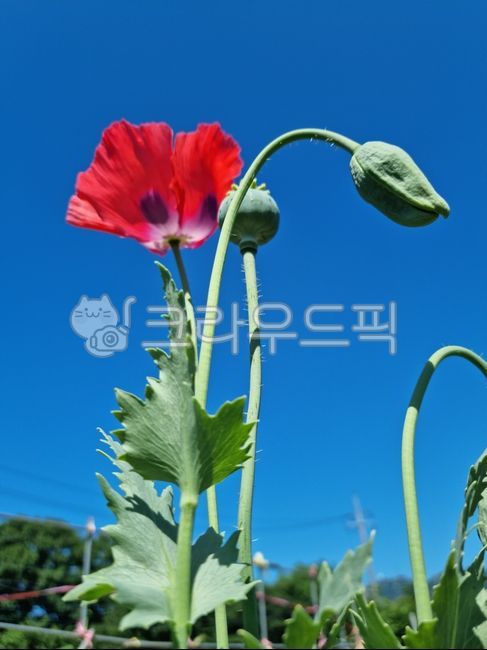 양귀비,양귀비꽃,두해살이풀,앵속,약담배,아편꽃,꽃,poppy,poppyflower,biennialherb,hyacinth,medicinaltobacco,opiumflower,flower