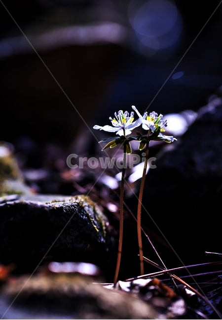 바람꽃,변산바람꽃,꽃,야생화,식물,자연,들꽃,식물,자연,plants,nature,꽃,flower