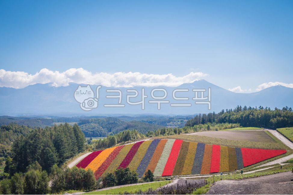 일본,훗카이도,북해도,자연,사계채언덕,언덕,꽃,식물,plant